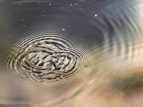 Common Water Strider