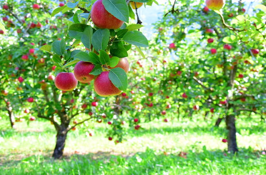 &Auml;pfel - Apfelb&auml;ume - Apfelwiese kurz vor der Apfelernte 