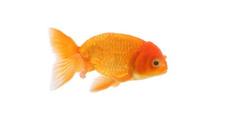 Gold Fish Isolated on White Background.