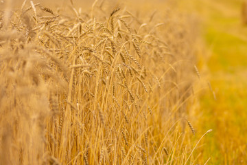 field of ripened wheat on an autumn day