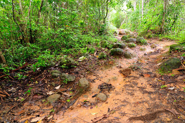Colombia, mud footpath through wild Darien jungle of the Caribbean sea near Capurgana resort and Panama border. Central America. 