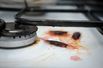 cockroaches on dirty dishes in the kitchen. Poor hygiene