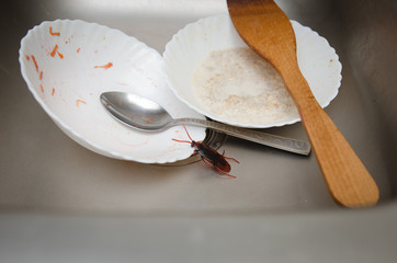 cockroaches on dirty dishes in the kitchen. Poor hygiene