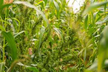 Green corn plants in cultivated agricultural field 