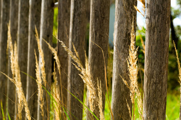 Obraz premium Young grass grows at the fence