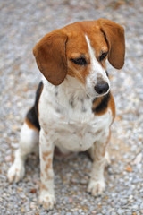 Portrait de chien tricolore beagle elisabeth assise avec fond bokeh gris 