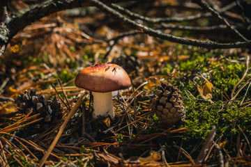 Close up of a red mushroom on wild forest background with grass, moss and sticks. 