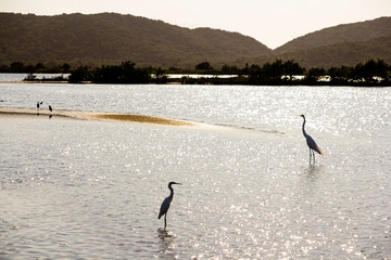 Against light of herons over lake at sunrise.