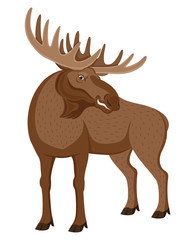 Moose with beautiful horns on a white background.