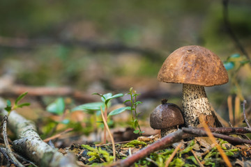Close up of a couple brown mushrooms on wild forest background with grass, moss and sticks. 