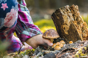 Close up of a girl picking a mushroom on wild forest background with grass, moss and sticks. 