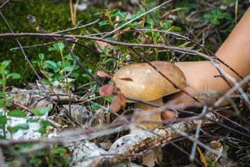 Close up of a girl picking a boletus on wild forest background with grass, moss and sticks. The most tasty mushroom in polish forest.