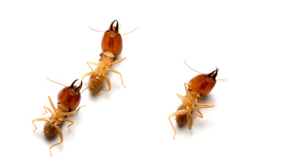 Close up termites dead on a white background. concept of insect control.