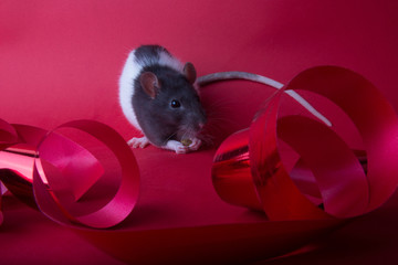 rat on a red background next to New Year's red ribbons