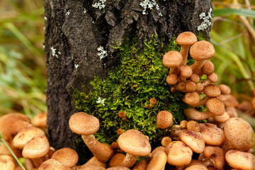 honey mushrooms grow on a stump in the forest