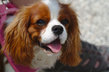 Closeup portrait of a cavalier king charles spaniel dog