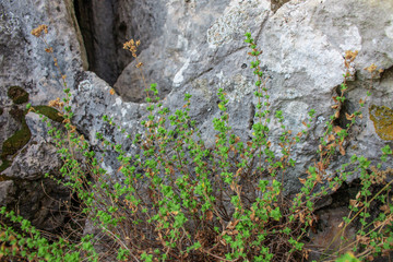 Wild oregano grows in the mountains. Raw oregano in field with blured background. Greek natural herb oregano. Green and fresh oregano flowers.