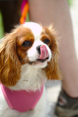 Closeup portrait of a cavalier king charles spaniel dog