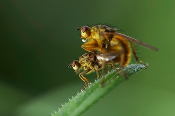 insectos fazem sexo sobre folha