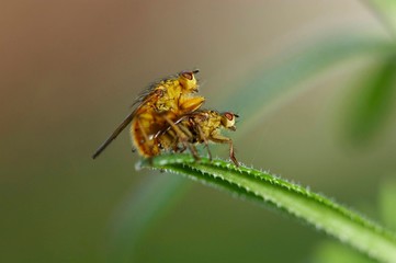 insectos fazem sexo sobre folha