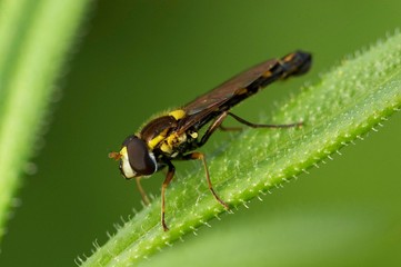 Macro de insecto sobre folha