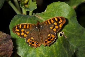 Borboleta pousa sobre flor