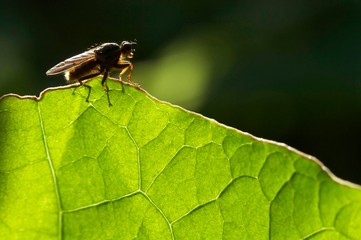 Macro de insecto sobre folha