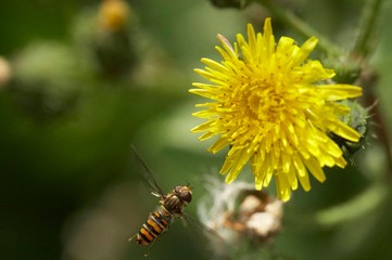 abelha paira junto de flor