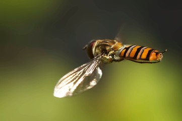 abelha paira junto de flor