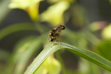 Macro de insecto sobre folha