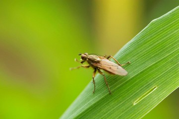 Macro de insecto sobre folha