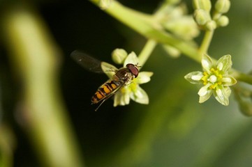 abelha paira junto de flor