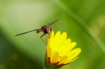 abelha paira junto de flor