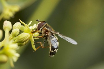 abelha paira junto de flor