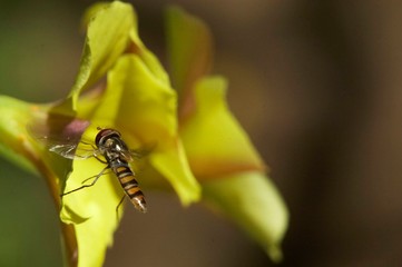 abelha paira junto de flor