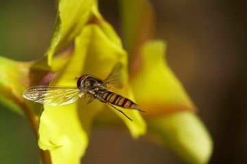 abelha paira junto de flor