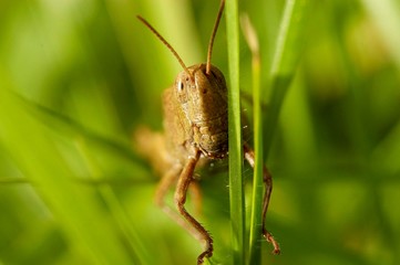 macro de gafanhoto 