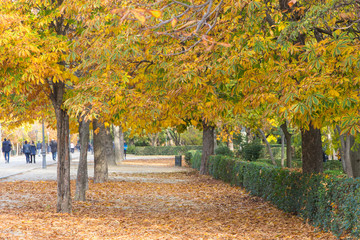 Fototapeta na wymiar A beautiful view of a park in the city of Madrid in fall season with the typical colors of this season