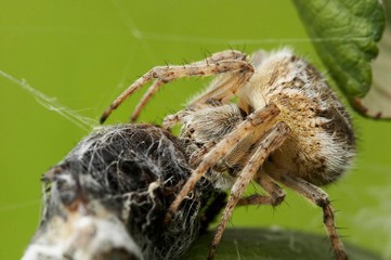 tarântula perigosa