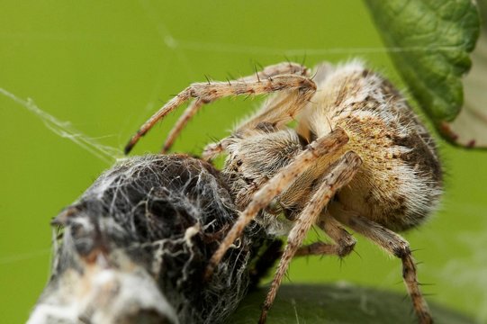 tar&acirc;ntula perigosa