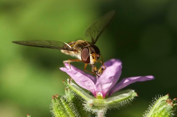 Zangão poisa sobre flor
