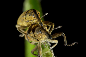 Insectos acasalando