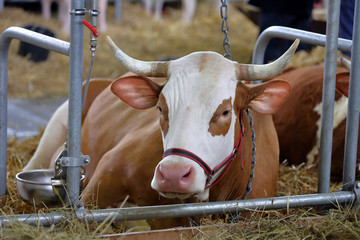Brown bull lies in the croft © wideonet