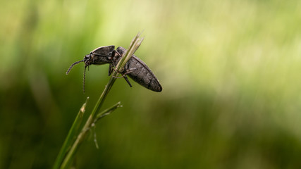 Bug in the grass