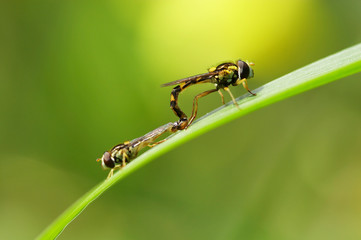 macro de insectos sob fundo verde