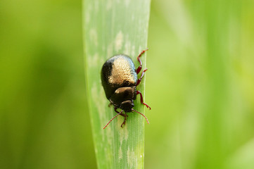 Escaravelho negro sobre folha