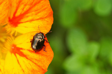 Escaravelho preto sobre flor laranja
