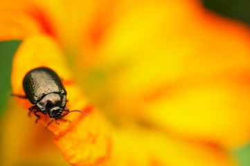 Escaravelho preto sobre flor laranja