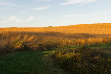sunrise in the meadow