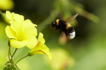 Insectos acasalando